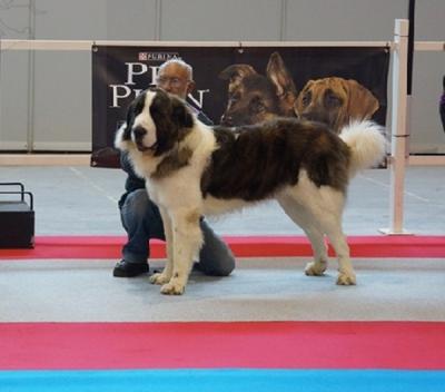 BACO DE CAMPO OLIMPO EXC 1º, C.A.C, Y MR. EN LA XXVI EXPO NACIONAL DE MURCIA 10-11-2012