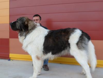 BASTIAAN DE CAMPO OLIMPO EXC 1º, CAC Y R-CACIB, EN LA XXIX EXPO INTERNACIONAL DE MURCIA. 11-11-2012