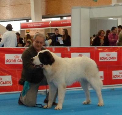 CREONTE DE CAMPO OLIMPO EXC 2º, EN LA XXVIII EXPO CANINA DE CASTILLA LA MANCHA. PUNTO OBLIGATORIO 25-11-2012