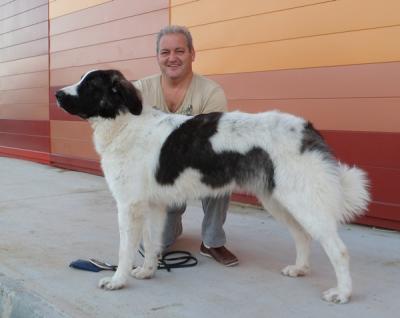 CIRCE DE CAMPO OLIMPO EXC 2ª EN LA XXVIII EXPO CANINA DE CASTILLA LA MANCHA. PUNTO OBLIGATORIO 25-11-2012