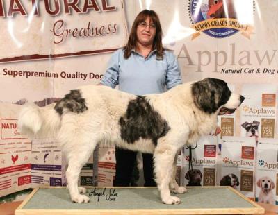 CALIOPE DE CAMPO OLIMPO EXC 1ª Y CCJ, EN LA XXVIII EXPO CANINA DE CASTILLA LA MANCHA, PUNTO OBLIGATORIO. 25-11-2012