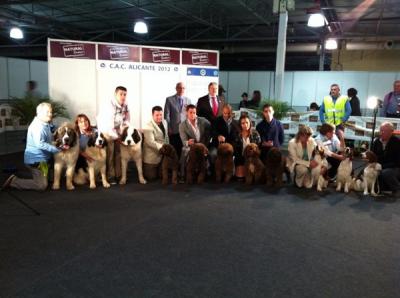 CAMPO OLIMPO 2º MEJOR LOTE DE CRIA, DE LA 54 EXPOSICION NACIONAL DE ALICANTE. 8-12-2012.