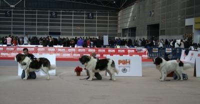 BACO, BASTIAAN Y BRONTE DE CAMPO OLIMPO, EXC 1º Y C.A.C, EXC 2º Y EXC 3º RESPECTIVAMENTE EN LA 63 EXPO NACIONAL DE VALENCIA, 15-12-2012