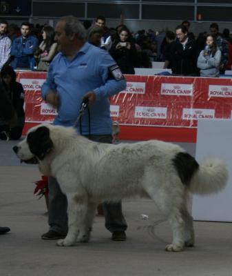 CREONTE DE CAMPO OLIMPO EXCELENTE 1º, CCJ Y MRJ EN LA 63 EXPO NACIONAL DE VALENCIA. 15-12-2012