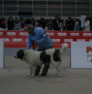 CALIOPE DE CAMPO OLIMPO, CAMPEONA DE ESPAÑA JOVEN. 63 EXPO NACIONAL DE VALENCIA. 15-12-2012