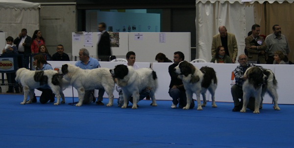 CAMPO OLIMPO 2º MEJOR LOTE DE CRIA DE LA 63 EXPOSICION NACIONAL DE VALENCIA, 15-12-2012