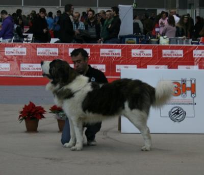 BACO DE CAMPO OLIMPO. EXCELENTE 1º, CAC Y R-CACIB EN LA 33 EXPOSICION INTERNACIONAL DE VALENCIA. 16-12-2012