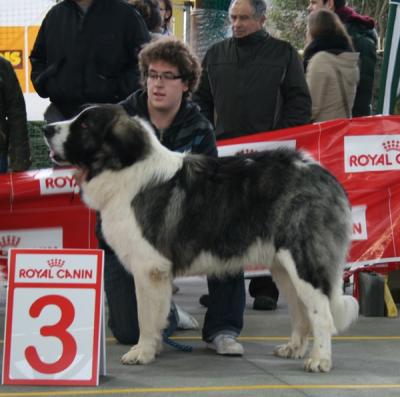 COSMO DE CAMPO OLIMPO. EXC 3º EN LA XXXIII EXPO MONOGRAFICA DEL MASTIN DEL PIRINEO. 9-03-2013