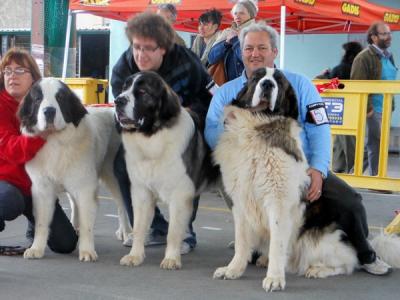 CAMPO OLIMPO 3er MEJOR LOTE DE CRIA DE LA XXXIII EXPO MONOGRAFICA DEL MASTIN DEL PIRINEO. 9-03-2013