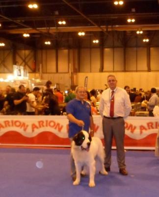 CREONTE DE CAMPO OLIMPO, EXC 1º Y CCJ EN LA 85 EXPO INTER CANINA DE PRIMAVERA. 26-05-2013