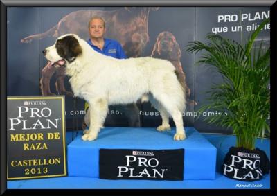 CREONTE DE CAMPO OLIMPO EXC 1º, C.A.C Y MR EN LA XXV EXPO NACIONAL CANINA DE CASTELLON 15-06-2013