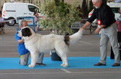 CREONTE DE CAMPO OLIMPO, EXC 1º Y C.A.C EN LA XXII EXPO INTER CANINA DE CASTELLON. 16-6-2013