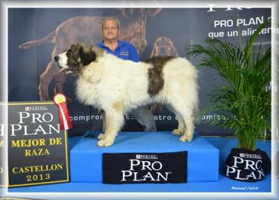 PESIC DE CABESO ROIG, EXC 1º, CACIB Y MR. EN LA XXII EXPO INTER DE CASTELLON. 16-06-2013