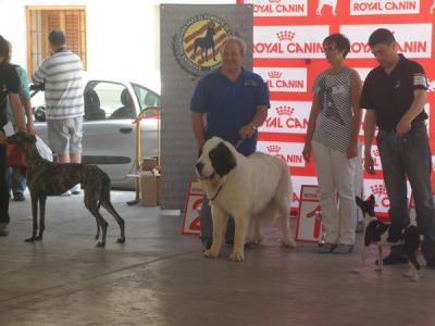 CREONTE DE CAMPO OLIMPO EXC 1º, MR Y BIS EN RAZAS ESPAÑOLAS EN EL 1er CONCURSO NACIONAL CANINO DE MONCADA 23-06-2013
