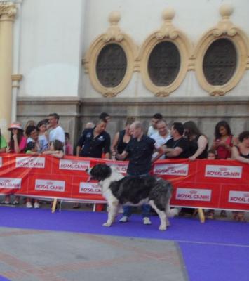 COSMO DE CAMPO OLIMPO EXC 2º EN EL 1er CONCURSO NACIONAL CANINO DE PUERTO DE SAGUNTO 10-08-2013