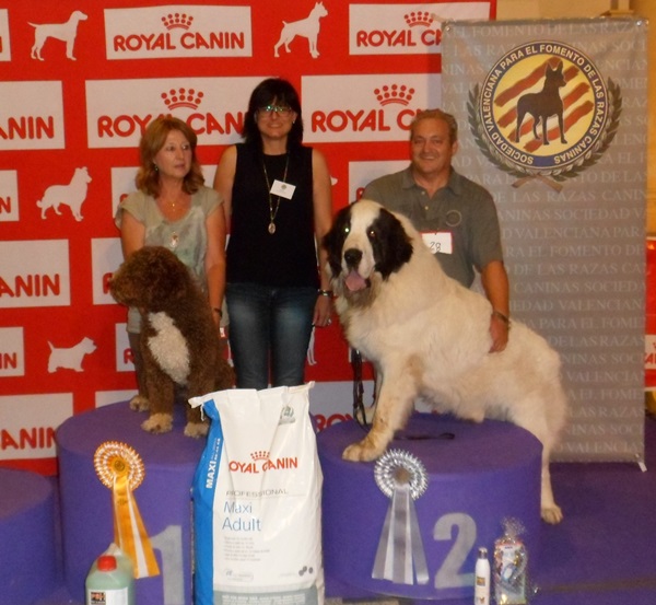 CREONTE DE CAMPO OLIMPO EXC 1º, MR, 2º BIS EN RAZAS ESPAÑOLAS. EN EL 1er CONCURSO NACIONAL CANINO DEL PUERTO DE SAGUNTO. 10-08-2013
