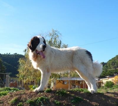 CREONTE DE CAMPO OLIMPO. EXC 1º, MR Y BIS EN RAZAS ESPAÑOLAS, EN EL 1er CONCURSO NACIONAL CANINO  CIUDAD DE UTIEL. 1-09-2013