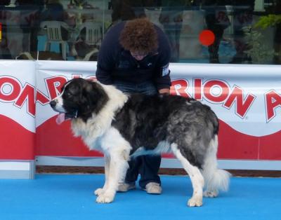 COSMO DE CAMPO OLIMPO EXCELENTE EN LA 30 EXPO INTERNACIONAL CANINA DE LA RSCE, 16 Y 17-11-2013
