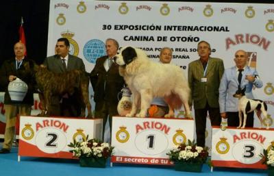 CREONTE DE CAMPO OLIMPO, EXC 1º, CAC, CACIB, MEJOR DE RAZA Y BIS EN RAZAS ESPAÑOLAS EN LA 30 EXPO INTERNACIONAL CANINA DE OTOÑO DE LA RSCE, 16 Y 17-11-2013