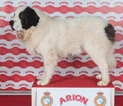 CREONTE DE CAMPO OLIMPO EXC 2º, R-CAC Y R-CACIB, EN LA 34 EXPO INTERNACIONAL DE VALENCIA. 15-12-2013