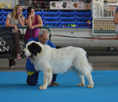CREONTE DE CAMPO OLIMPO, EXC 1º, C.A.C, CACIB Y MR EN LA XXIII EXPOSICION INTERNACIONAL DE CASTELLON, 15-06-2014